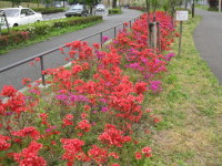 キリシマツツジ