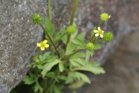 キツネノボタン