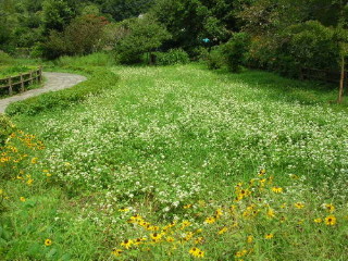 夏は蕎麦の花などが咲きます