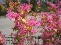  ベニバナトキワマンサク