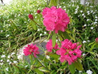 セイヨクシャクナゲ