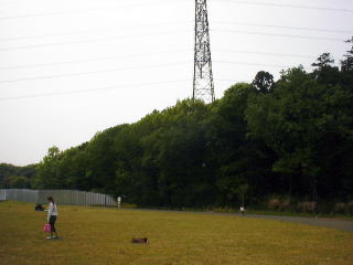 動植物保護のため立入ることはできませんが、
安全な空間を確保することで生き物が安心してくらせる林となっています。