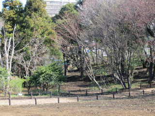 東側樹林地画像 ①