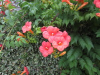 ノウゼンカズラ