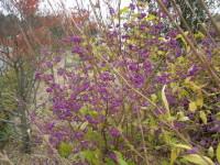 ムラサキシキブ