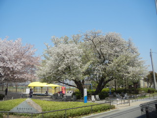 まめの遊び場①