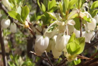 ドウダンツツジ