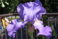 ジャーマンアイリス