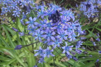 シラー(ペルビアナ)