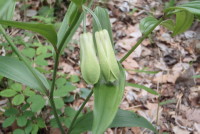 ホウチャクソウ