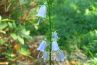 ツリガネニンジン