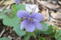 タチツボスミレ