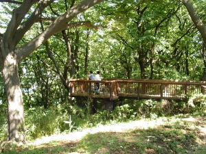 樹林が一望できるウッドデッキ