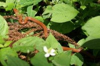 シマヘビ（幼体）