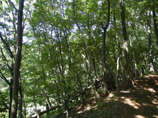 蝉しぐれの雑木林