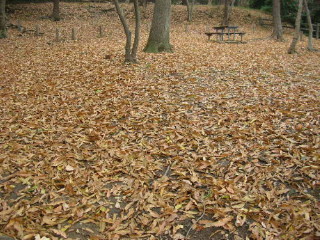 カサコソと落ち葉を踏みしめて歩く楽しみ