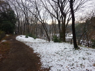 しんと静まり返る冬の雑木林