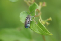 アオスジハナバチ