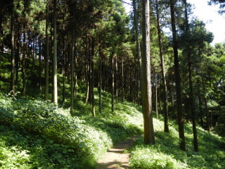 緑陰濃い夏のスギ林 
