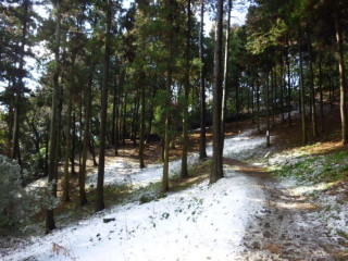 荘厳な雰囲気の雪のスギ林