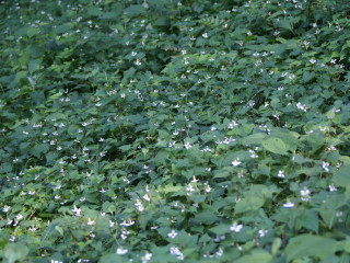 初夏の林床はドクダミの花がすがすがしい