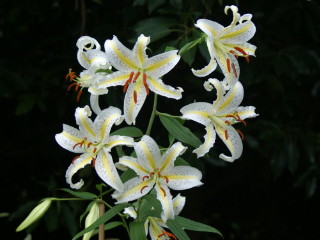 夏にはヤマユリの花が堂々と咲く