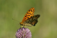 ツマグロヒョウモン