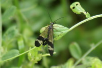  ヤマトシリアゲ