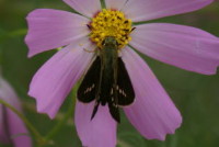 イチモンジセセリ