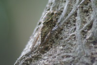  ツクツクボウシ