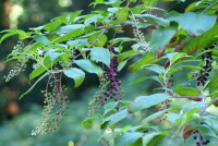 ヨウシュヤマゴボウ