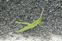 ショウリョウバッタ