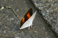 ウラギンシジミ