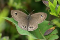 ヒメウラナミジャノメ