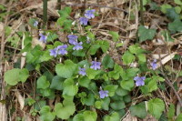 タチツボスミレ