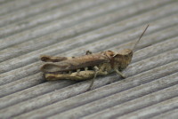 クルマバッタモドキ