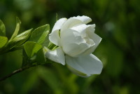  オオヤエクチナシ