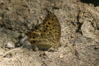 サトキマダラヒカゲ