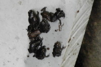 アズマヒキガエル 