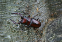 ノコギリクワガタ