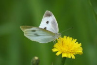 モンシロチョウ