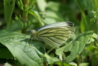 スジグロシロチョウ