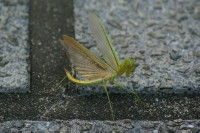 チョウセンカマキリ