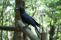 ハシボソガラス