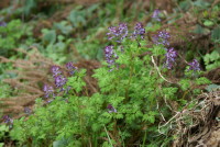 ムラサキケマン