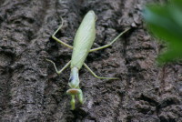 ハラビロカマキリ
