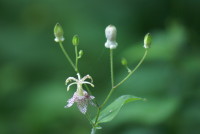 ヤマホトトギス