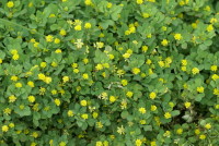 コメツブツメクサ