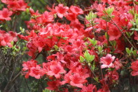 キリシマツツジ