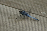 シオカラトンボ